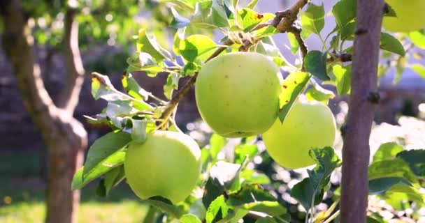 Zielone Słodkie Jabłko Gałęzi Podczas Zachodu Słońca — Wideo stockowe