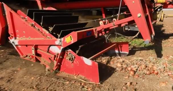 Harvester Transports Onion Pulling Out Ground — Stock Video