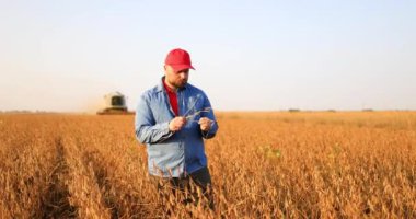 Soya tarlasında bir çiftçi hasat sırasında, gün batımında