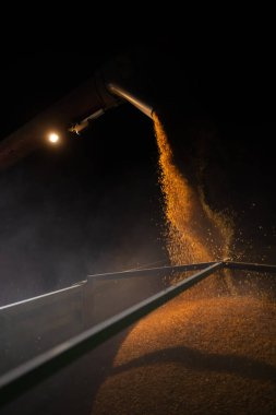 Gece boyunca karavana mısır yüklüyorlar.