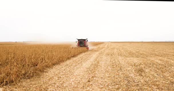 Egy Kombájn Aratja Kukoricát Egy Arany Mezőn Jogdíjmentes Stock Videó