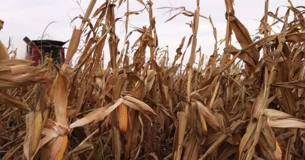 Egy Kombájn Aratja Kukoricát Egy Arany Mezőn Stock Felvétel