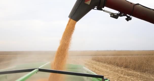 Kukorica Özönlenek Traktor Pótkocsi Mező Szüretelés Után Jogdíjmentes Stock Felvétel