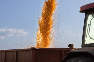 Hasattan sonra gün batımında mısırları bir karavana yüklemek.