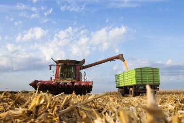 Güneşli bir günde mısırı hasat eden bir karışım 