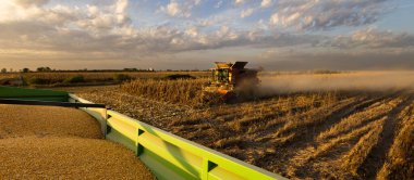 Gün batımında mısır hasat edilir.