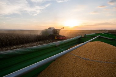 Alacakaranlıkta mısırları hasat eden hasatçıyı birleştirin.