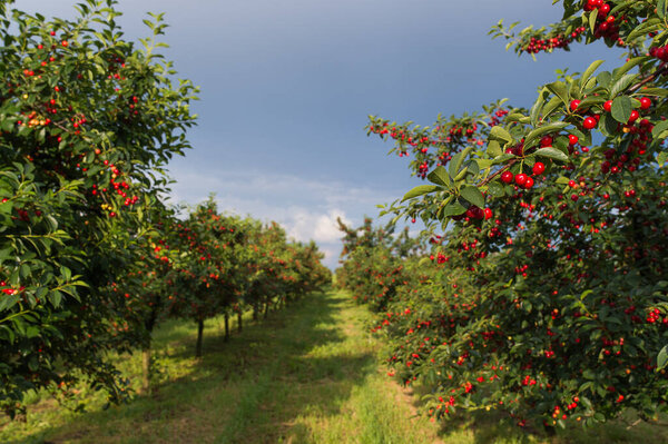  sour cherries on the  tree stick with leaves, in time of harvest in the summer in the orchard. 