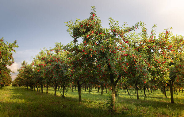  sour cherries on the  tree stick with leaves, in time of harvest in the summer in the orchard. 