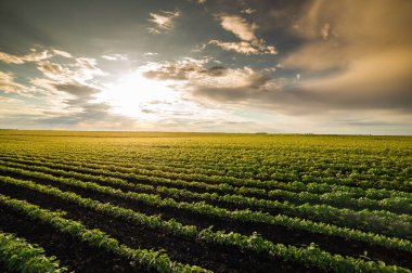 Çiftlik tarlasında büyüyen soya bitkilerinin üzerine gün batımı