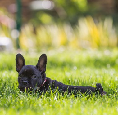 Parktaki buldog köpeği.