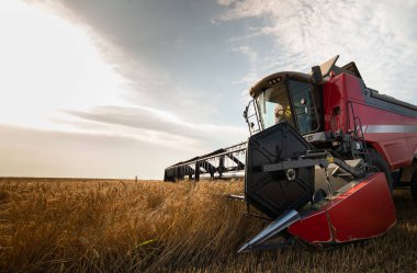  Harvester working in wheatfield at sunset. Harvest ripe wheat. Agriculture and farming