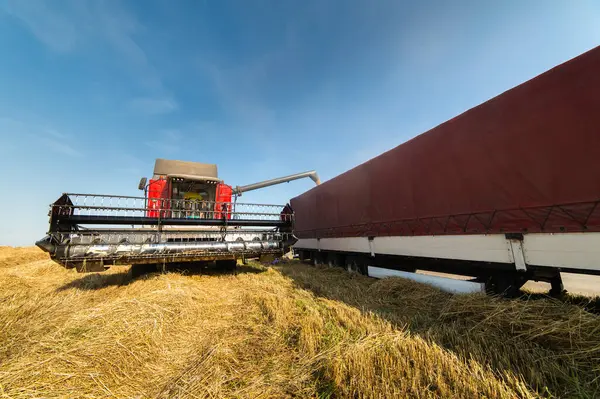 Combine transferring wheat into a trailer after harvest