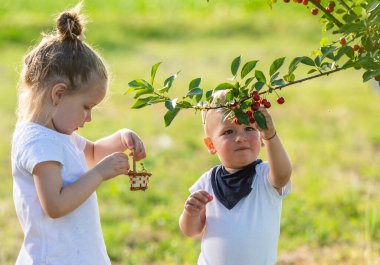 Çocuklar bir meyve çiftlikte kiraz toplama. 