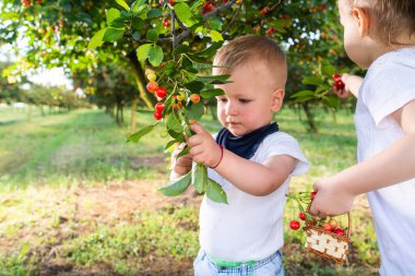 Çocuklar bir meyve çiftlikte kiraz toplama. 