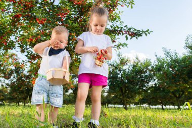 Çocuklar bir meyve çiftlikte kiraz toplama. 
