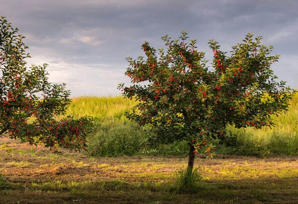  sour cherries on the  tree stick with leaves, in time of harvest in the summer in the orchard. 