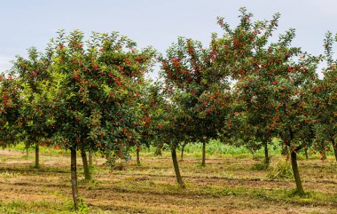  Ağaç dalında ekşi kirazlar yapraklarla, hasat zamanında meyve bahçesinde.. 