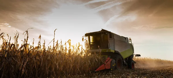 Combine Harvester Harvesting Corn Twilight Stock Picture