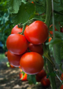 Bahçede büyüyen domatesler