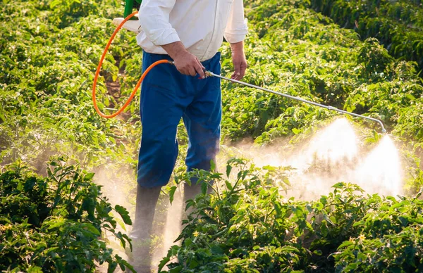 Man spraying tomato in the garden