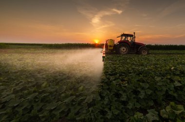 Traktör baharda sebze tarlasına böcek ilacı püskürtüyor.