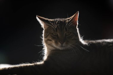 zevk bahar güneşin keyfini rahat ve mutlu kedi alır