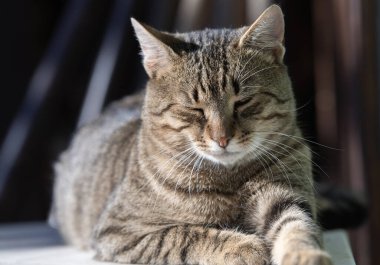 zevk bahar güneşin keyfini rahat ve mutlu kedi alır