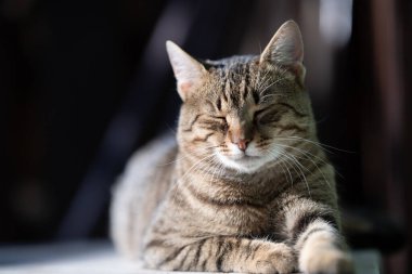 zevk bahar güneşin keyfini rahat ve mutlu kedi alır