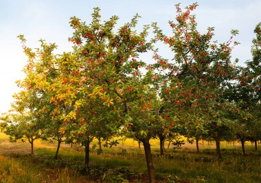  sour cherries on the  tree stick with leaves, in time of harvest in the summer in the orchard.  clipart