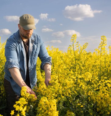 Çiçek açan kolza tohumu tarlasında ekinleri inceleyen çiftçi.