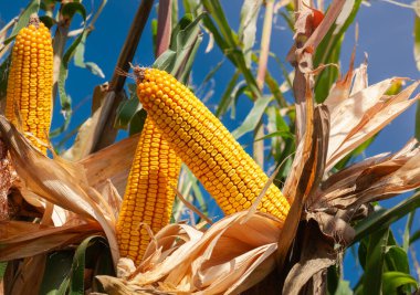 Sarı olgun mısır koçanı tarlasına yakın çekim. 
