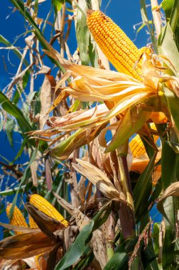 Sarı olgun mısır koçanı tarlasına yakın çekim. 