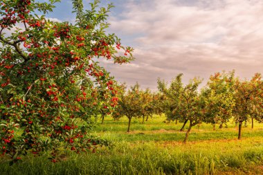  Ağaç dalında ekşi kirazlar yapraklarla, hasat zamanında meyve bahçesinde.. 