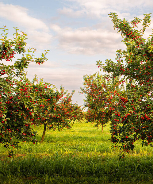  sour cherries on the  tree stick with leaves, in time of harvest in the summer in the orchard. 