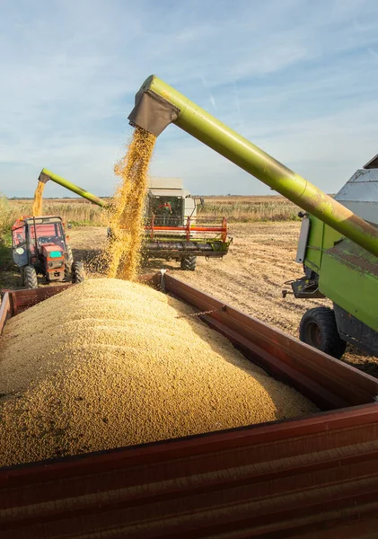 トラクタートレーラーに大豆を注ぐ組み合わせの穀物オーガー ストック写真