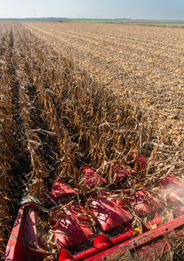 Sunny Day 'de Tarlada Mısır Toplama Operatörünü Birleştir.