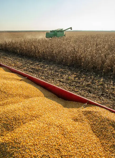 Hasat Mısır alan üzerinde arka planda çalışma