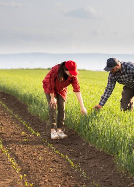 Genç çiftçilerin ekili incelenirken buğday alanları