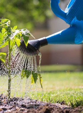 Bahçe konsepti. Sulama kabıyla domates bahçesi sulama.. 