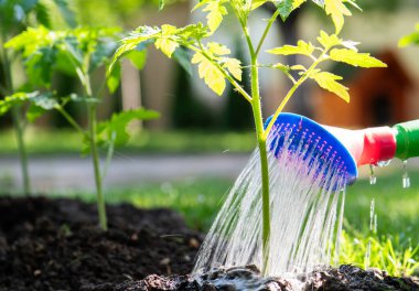 Bahçe konsepti. Sulama kabıyla domates bahçesi sulama.. 
