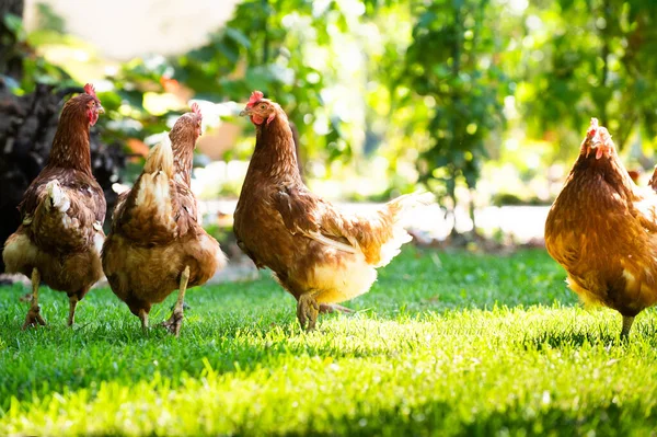 Free Range Hens Looking Food Grassy Field Stock Image