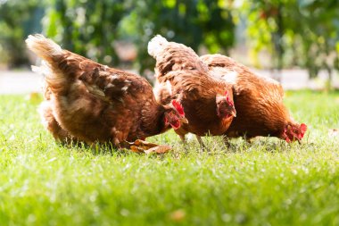 Otlak bir alanda yiyecek arayan özgür bir tavuk..