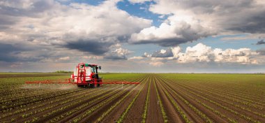 Traktör bahar aylarında mısır tarlasına böcek ilacı püskürtüyor.