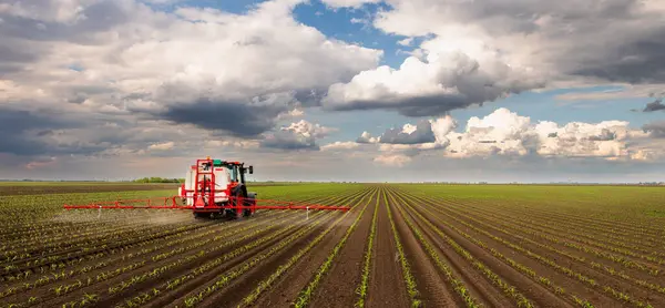 Traktör bahar aylarında mısır tarlasına böcek ilacı püskürtüyor.