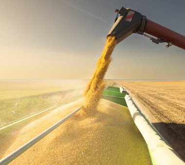 Traktör römorkuna soya fasulyesi döken bir buğday.