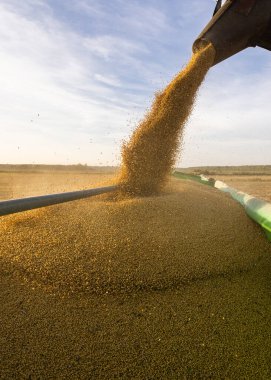 Traktör römorkuna soya fasulyesi döken bir buğday.