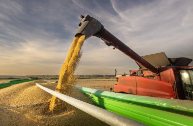 Traktör römorkuna soya fasulyesi döken bir buğday.
