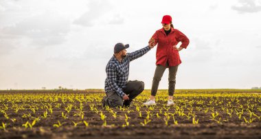 Mısır tarlalarını inceleyen iki genç kadın ve erkek tarım uzmanı veya çiftçi. 