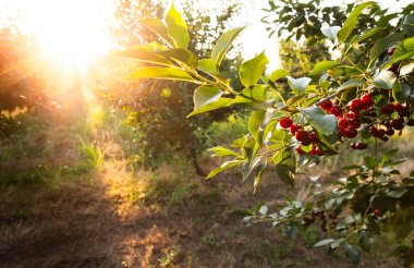 Meyve bahçesindeki kiraz ağacında asılı taze ekşi kiraz.